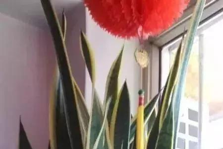 虎皮兰能放客厅进门对面吗
