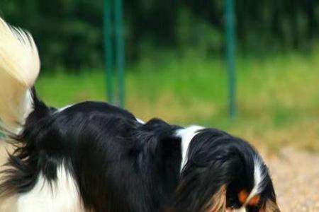 骑士查理王犬优缺点