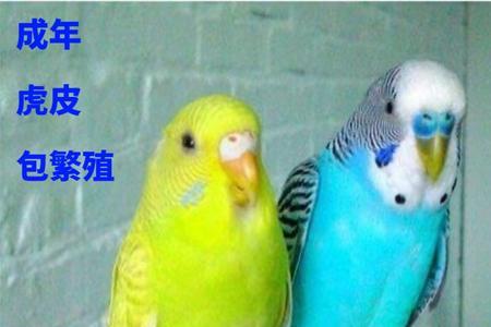 文鸟和云斑鹦鹉有什么区别