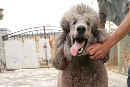 巨贵属于烈性犬吗