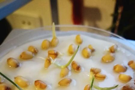 怎样能让麦子快速发芽