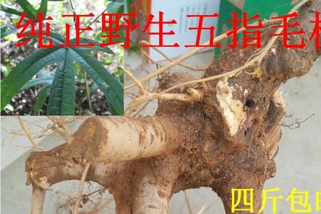 五指毛桃有几个品种