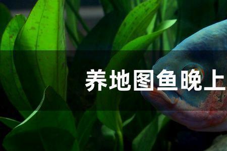 鱼晚上会叫吗