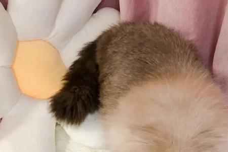猫咪灌食一次多少颗猫粮