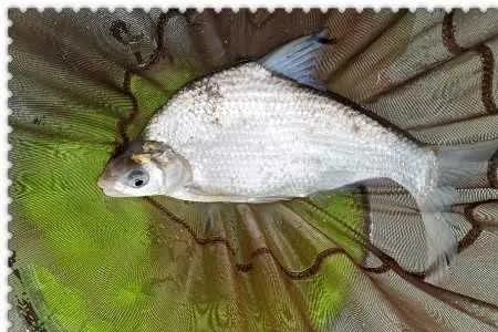 什么天气适合钓鳊鱼