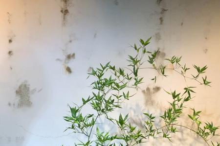 小叶簕竹种植后多久能发芽