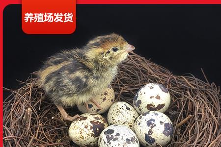 孵化鹌鹑后期闷死原因