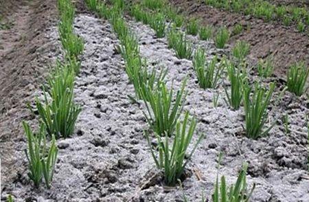 溴氰八角油可以撒菜叶上防虫吗