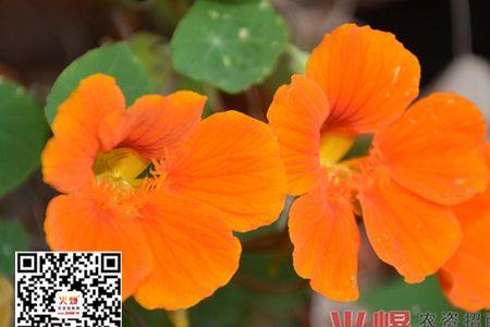 旱金莲的种子有什么用