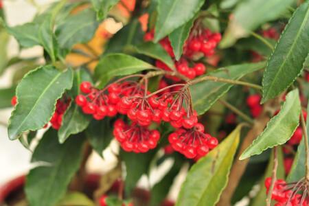 富贵子花枝剪掉后能发新枝吗