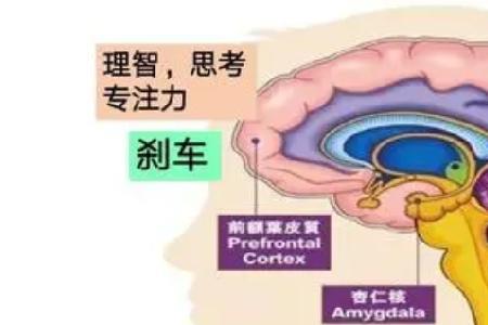 为什么女生理性思维弱