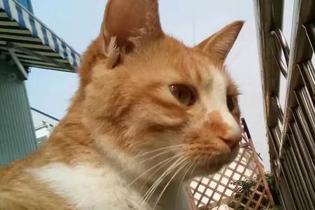 猫死前为什么要上山