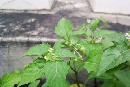 野生白花菜生长环境