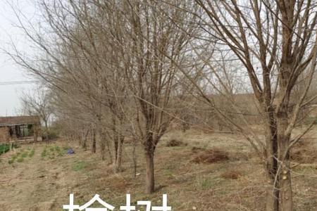 国槐树下养殖金蝉行吗