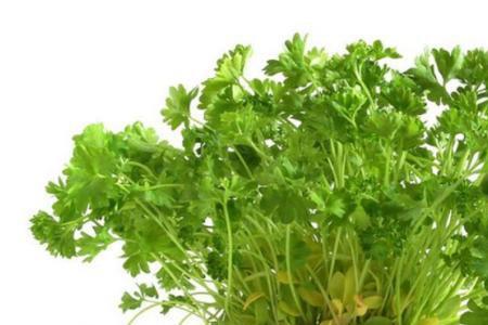 带根香菜怎么种成活率高