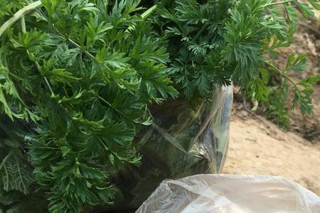 萝卜长成细长而弯是什么原因