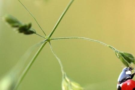 七星瓢虫触角类型