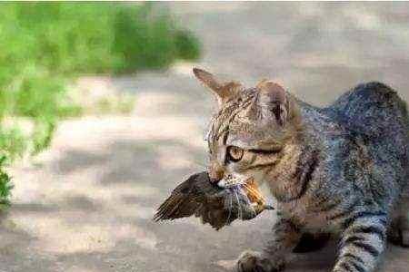 家猫跑了就变成野猫了