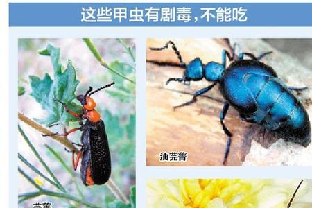 蛋白虫变成甲壳虫怎样喂