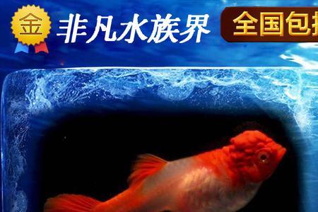 鸿运当头孔雀鱼喂什么饲料