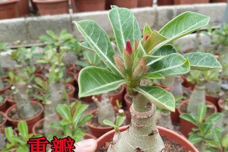 沙漠玫瑰的种子哪里买