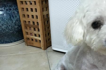 狗腿摔瘸了十几天还没好