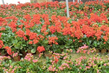大棚长寿花为什么那么大