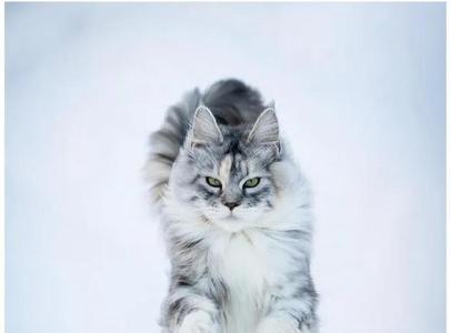 怎样才可以让缅因猫的毛长长