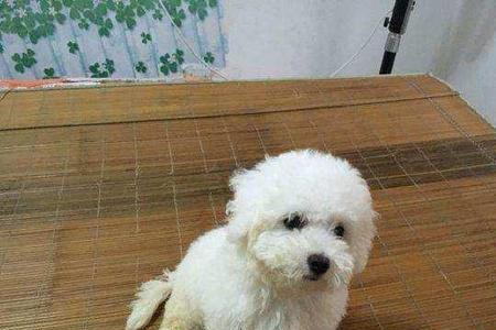 比熊幼犬每个月能长几斤