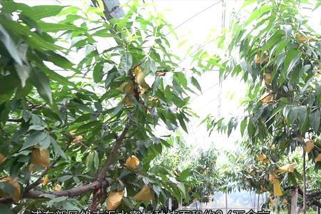 湖景水蜜桃南方可以种植吗