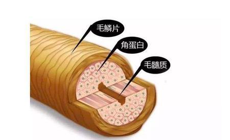 为什么头发会呈螺旋状