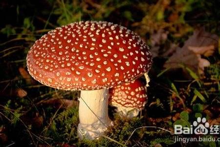 毒蘑菇怎样清洗