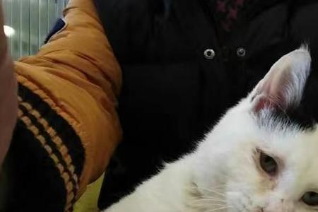 流浪猫被收养后为什么一直在叫