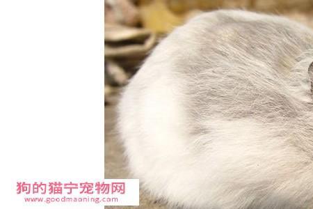 三线仓鼠吃什么