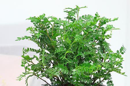 胡椒粉可以驱蚊吗