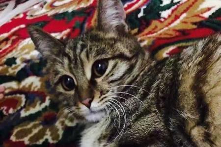 城市小区适合养狸花猫吗