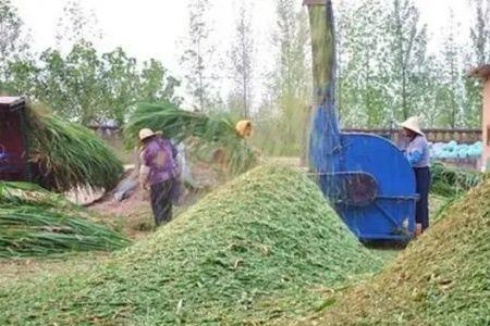 萝卜苗可以喂羊吗