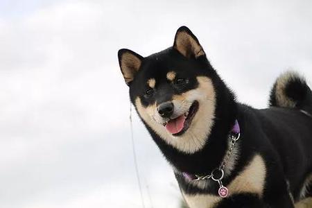 边境牧羊犬和黑柴谁大