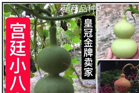 八宝葫芦开花什么样的是雄花朵