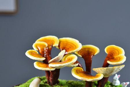 拼多多上的灵芝盆栽是真的吗