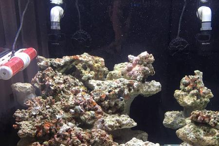 海缸翻缸需要重新爆藻吗