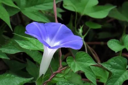 夏天牵牛花只长藤不开花怎么办