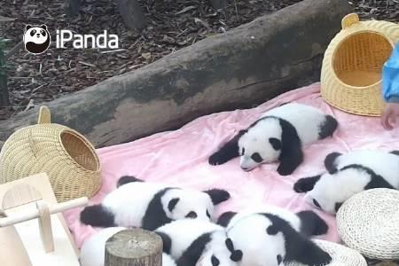 熊猫摔下来真的没事吗