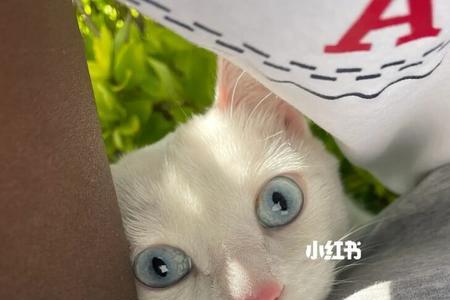 溜猫啥意思