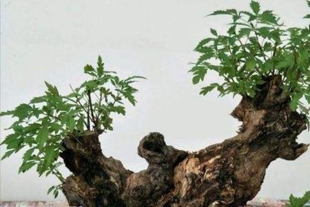 黄荆盆景一发芽被什么虫咬掉了
