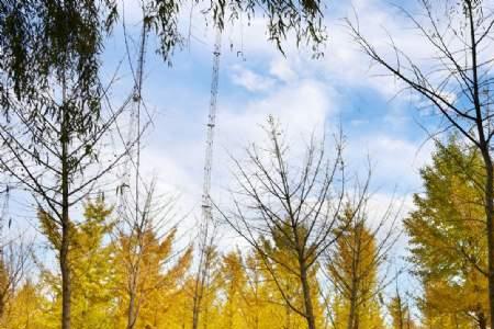 郑州湿地公园有银杏树吗