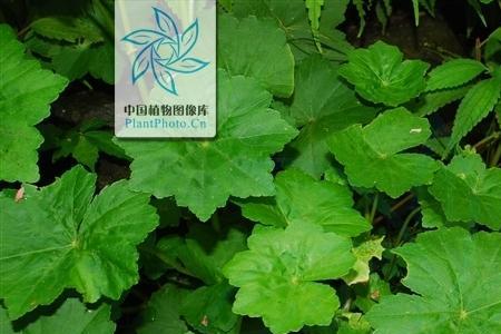 天胡荽开花需要摘下吗