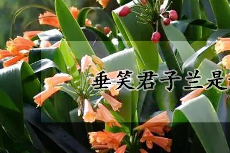极品垂笑君子兰挑选标准