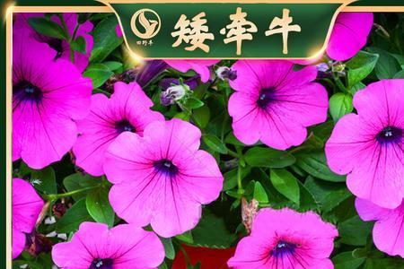 矮牵牛广东能过夏吗