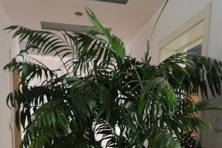散尾竹开花是什么样子